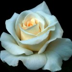 Roses-from-Princess-yorkshire_rose-24169767-2104-1860