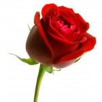 rose1